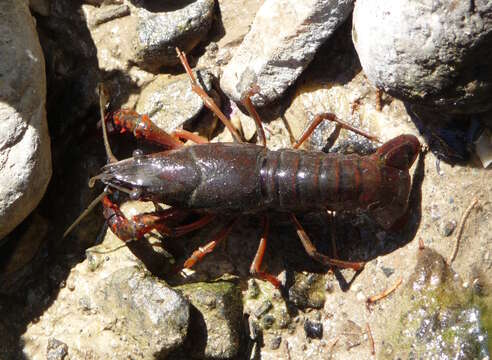 Image of Procambarus clarkii