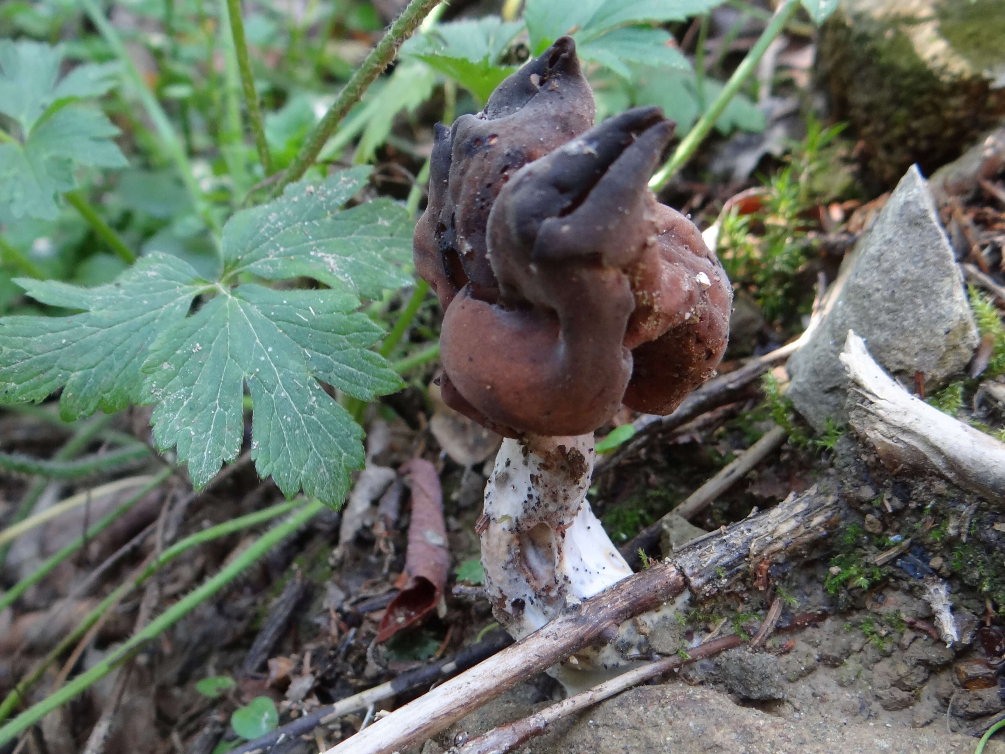 Image of Gyromitra infula (Schaeff.) Quél. 1886