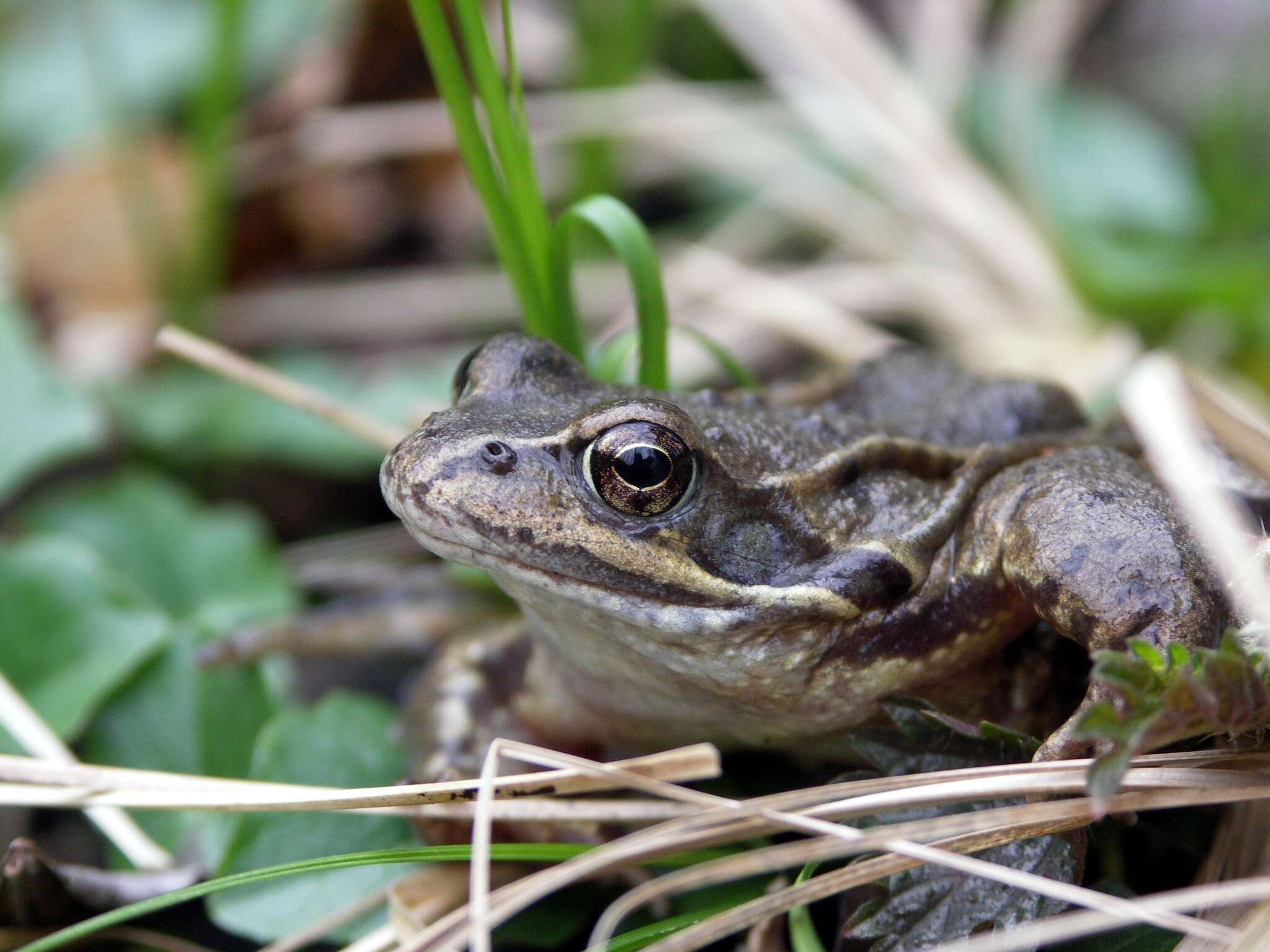 Image of Common frog