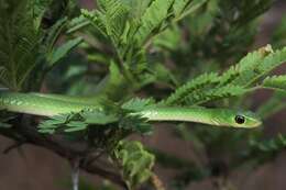 Image of Green Water Snake