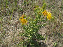 Image of Berkheya onopordifolia (DC.) Burtt Davy