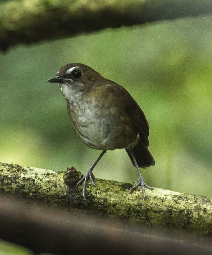 Plancia ëd Brachypteryx leucophris (Temminck 1828)