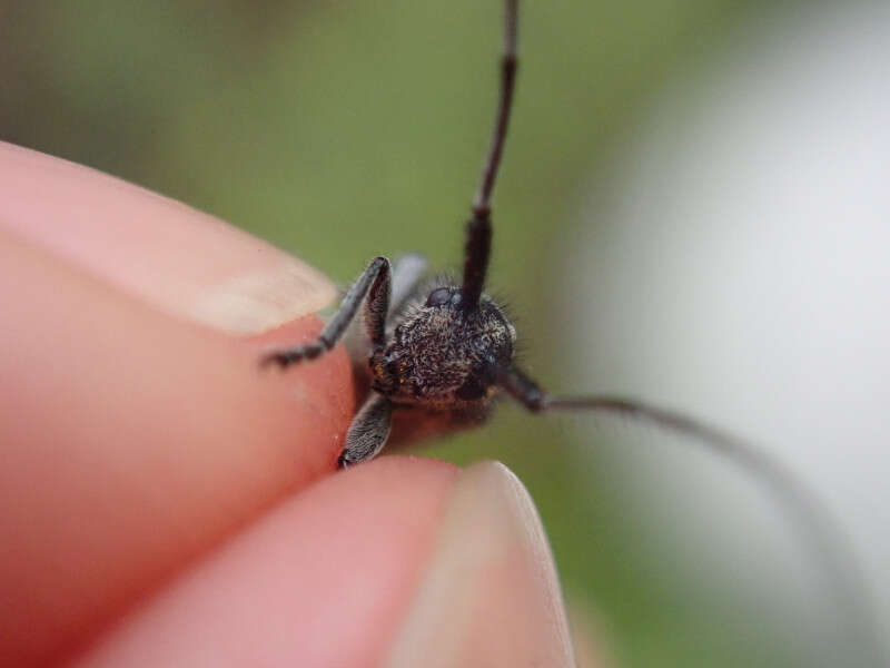 Image of Agapanthia cardui (Linné 1767)