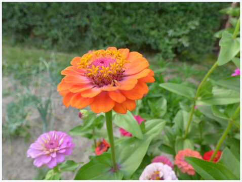 Image of ELEGANT ZINNIA