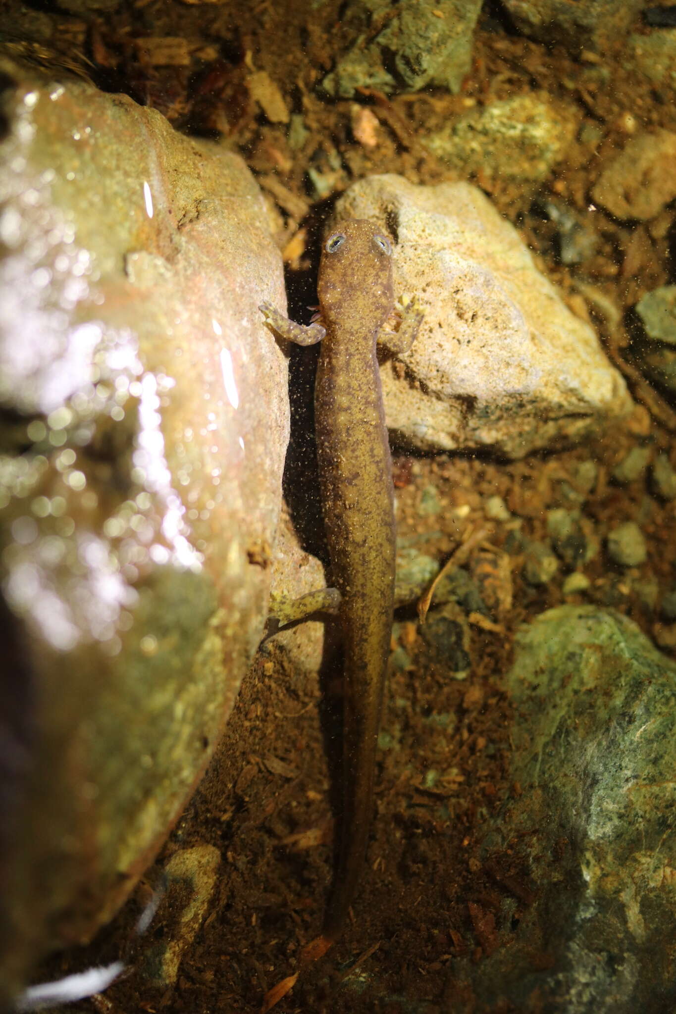 Image of Olympic Torrent Salamander