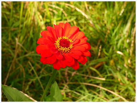 Image of ELEGANT ZINNIA