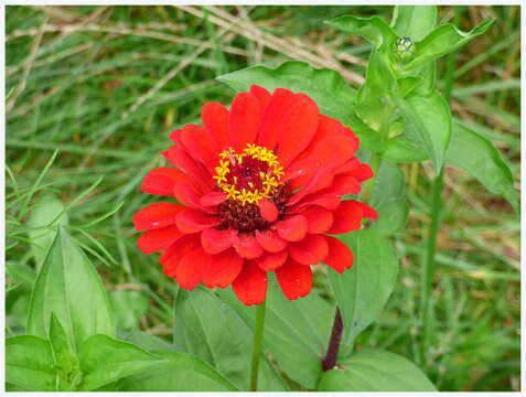 Image of ELEGANT ZINNIA