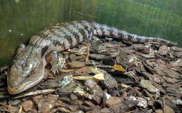 Imagem de Tiliqua scincoides (White 1790)