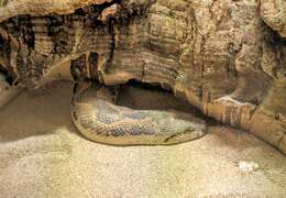 Image of Common Sand Boa