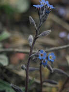 Plancia ëd Myosotis incrassata Guss.