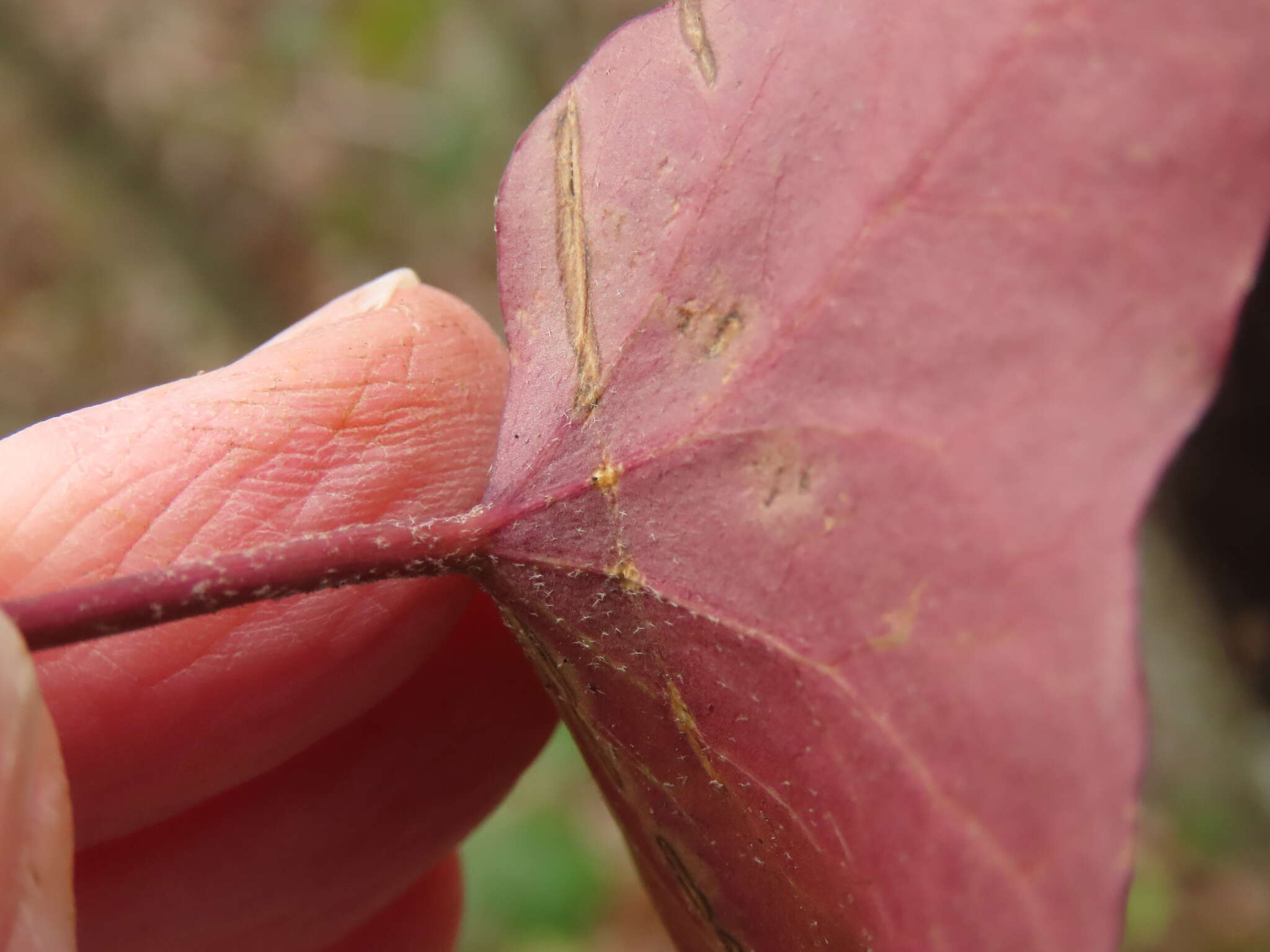 Image of Atlantic Ivy