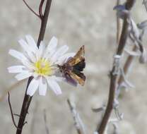 Plancia ëd Schinia scarletina Smith 1900