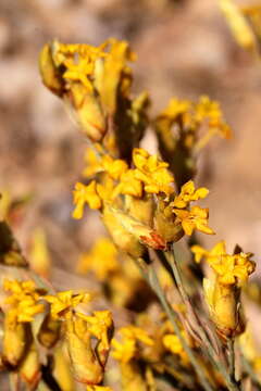 Image of Gnidia polycephala (C. A. Mey.) Gilg ex Engl.