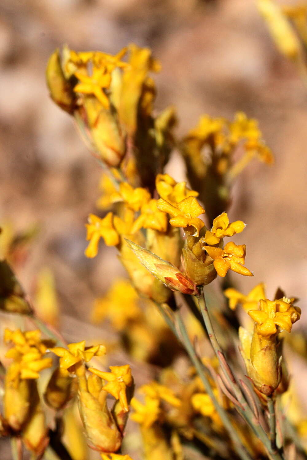 Plancia ëd Gnidia polycephala (C. A. Mey.) Gilg ex Engl.