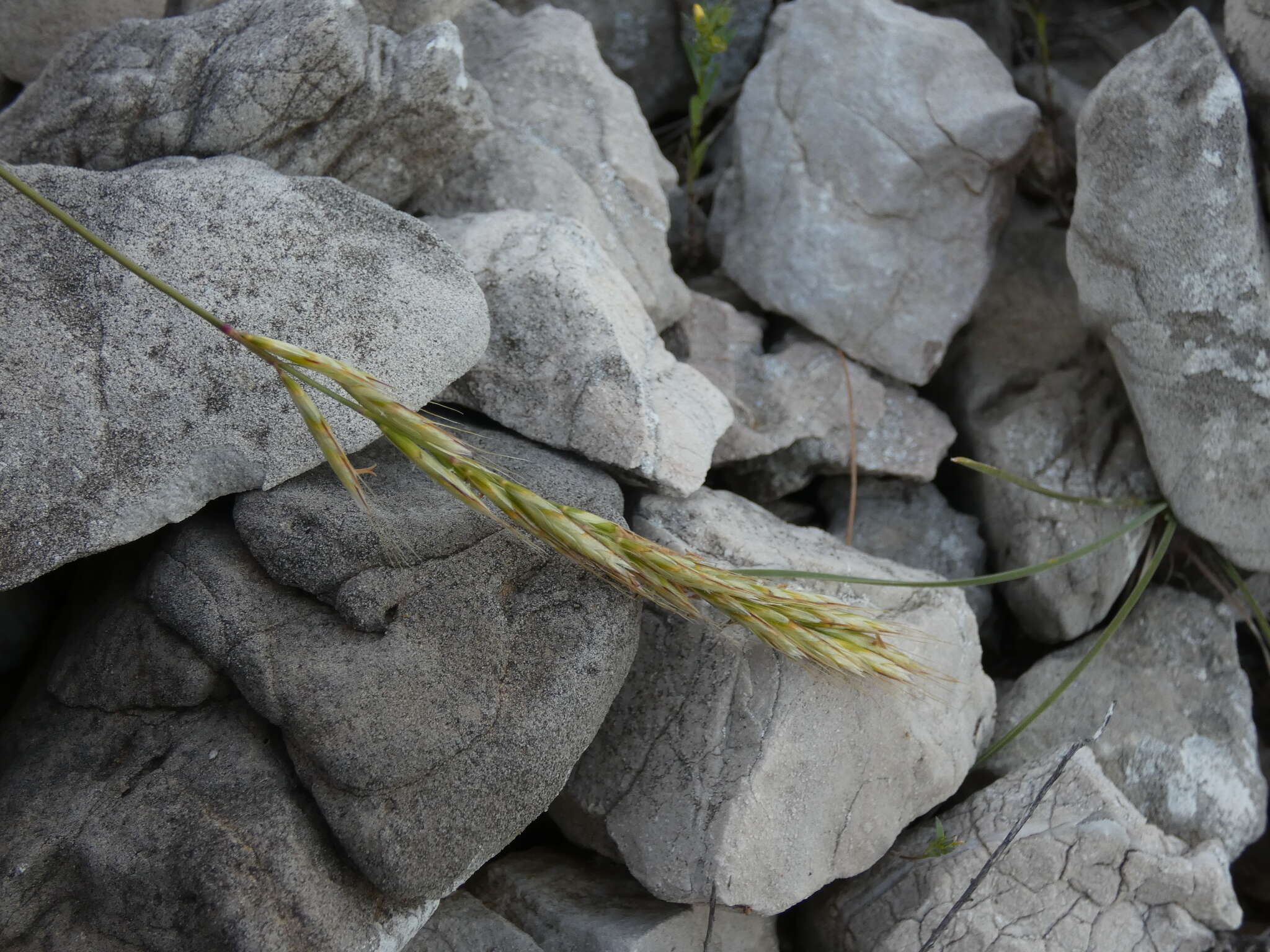 صورة Helictochloa bromoides (Gouan) Romero Zarco