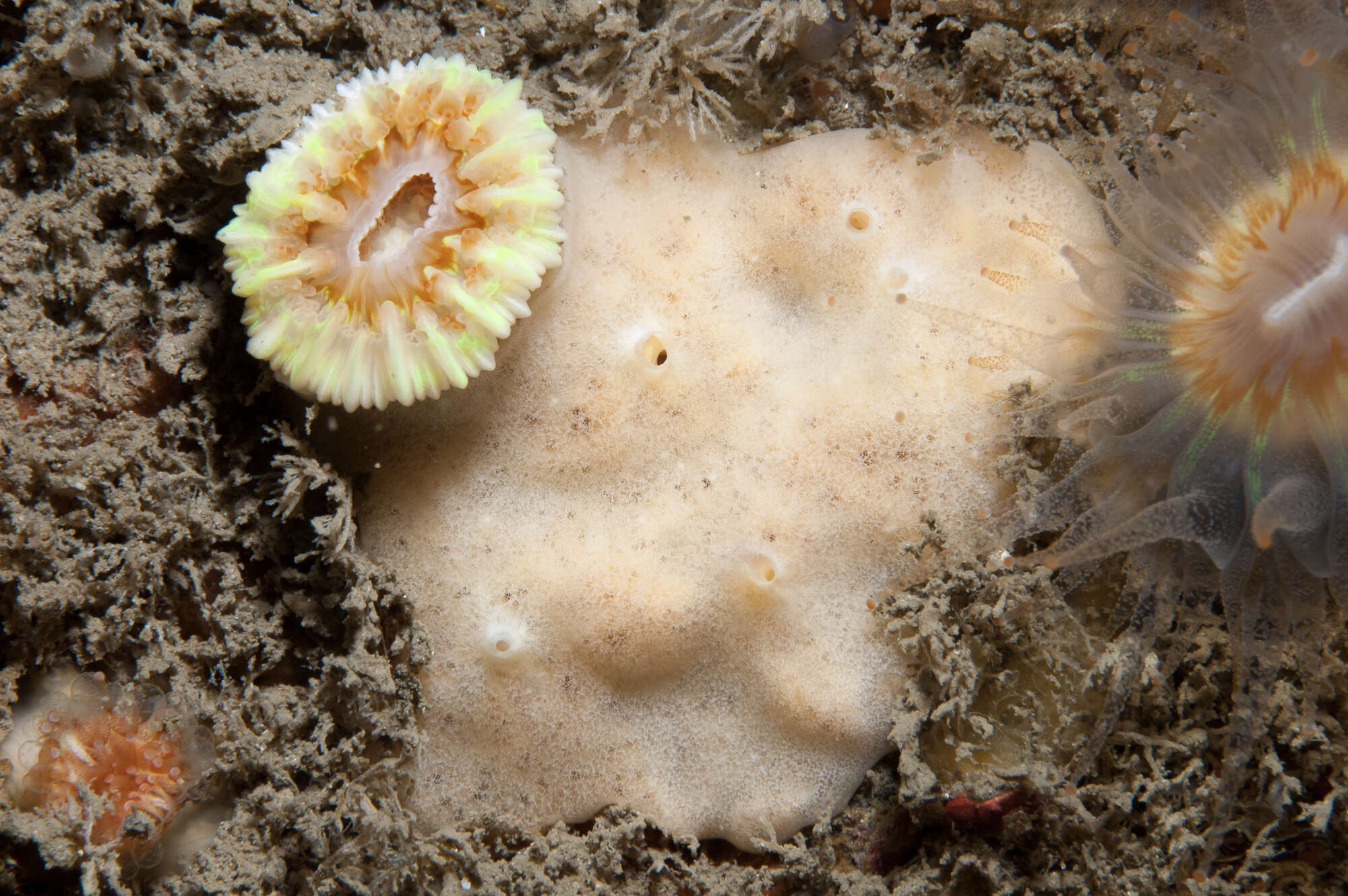 Image of Myxilla (Myxilla) fimbriata (Bowerbank 1866)