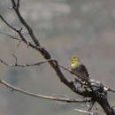 Sivun Emberiza cineracea cineracea Brehm & CL 1855 kuva