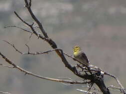 Image of Emberiza cineracea cineracea Brehm & CL 1855