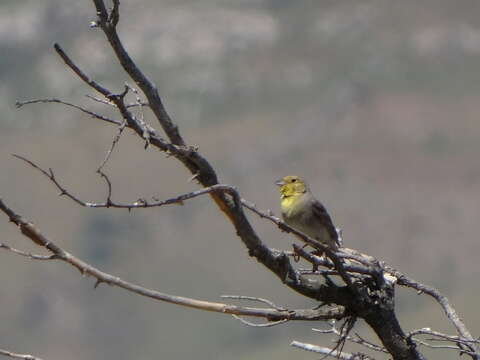 Emberiza cineracea cineracea Brehm & CL 1855的圖片