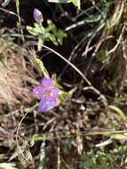 Image de Clarkia amoena subsp. caurina (Abrams) F. H. Lewis & M. E. Lewis