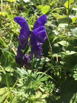 Image of Manchurian monkshood