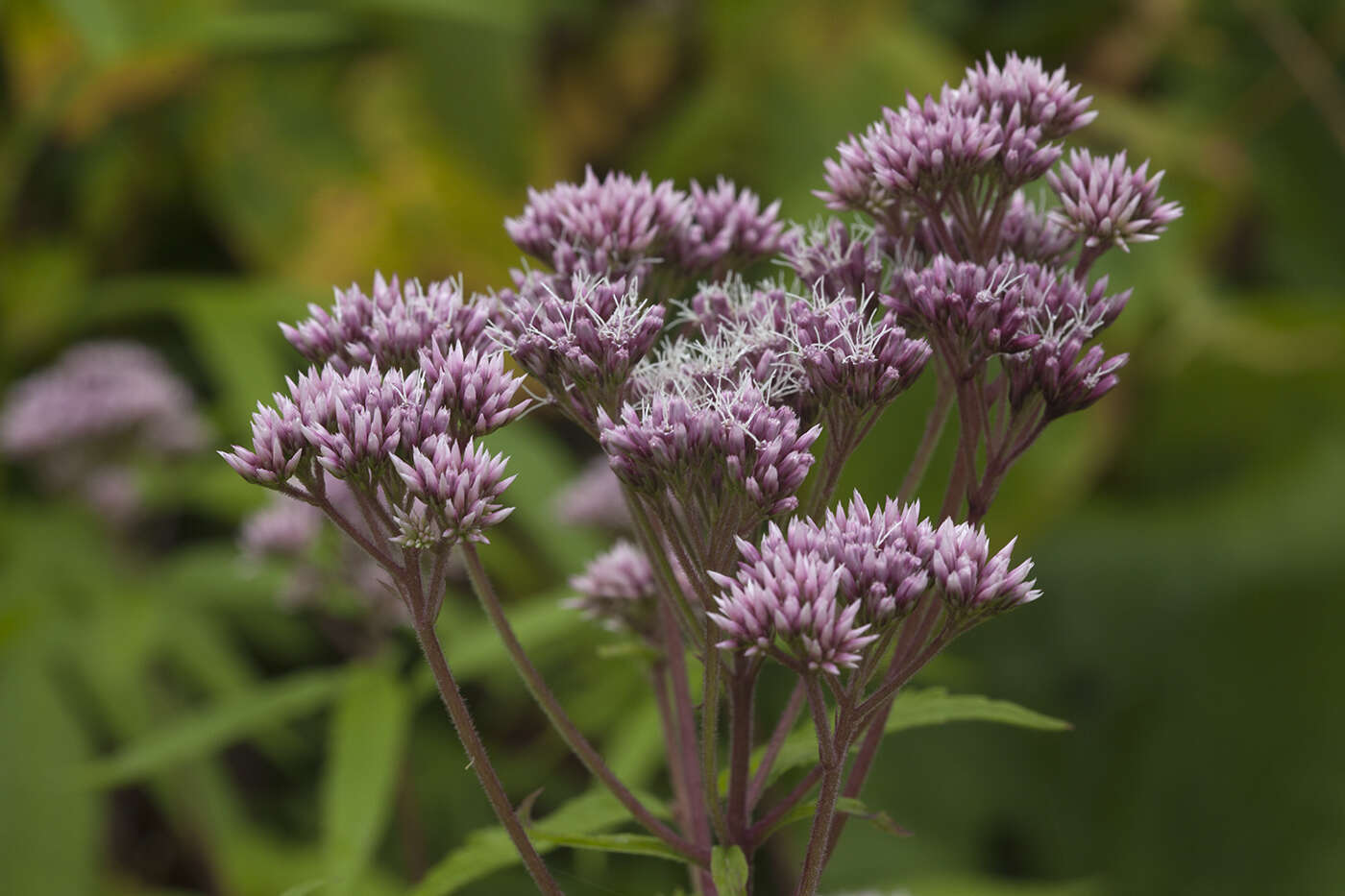 Eupatorium glehnii F. Schmidt ex Trautv.的圖片