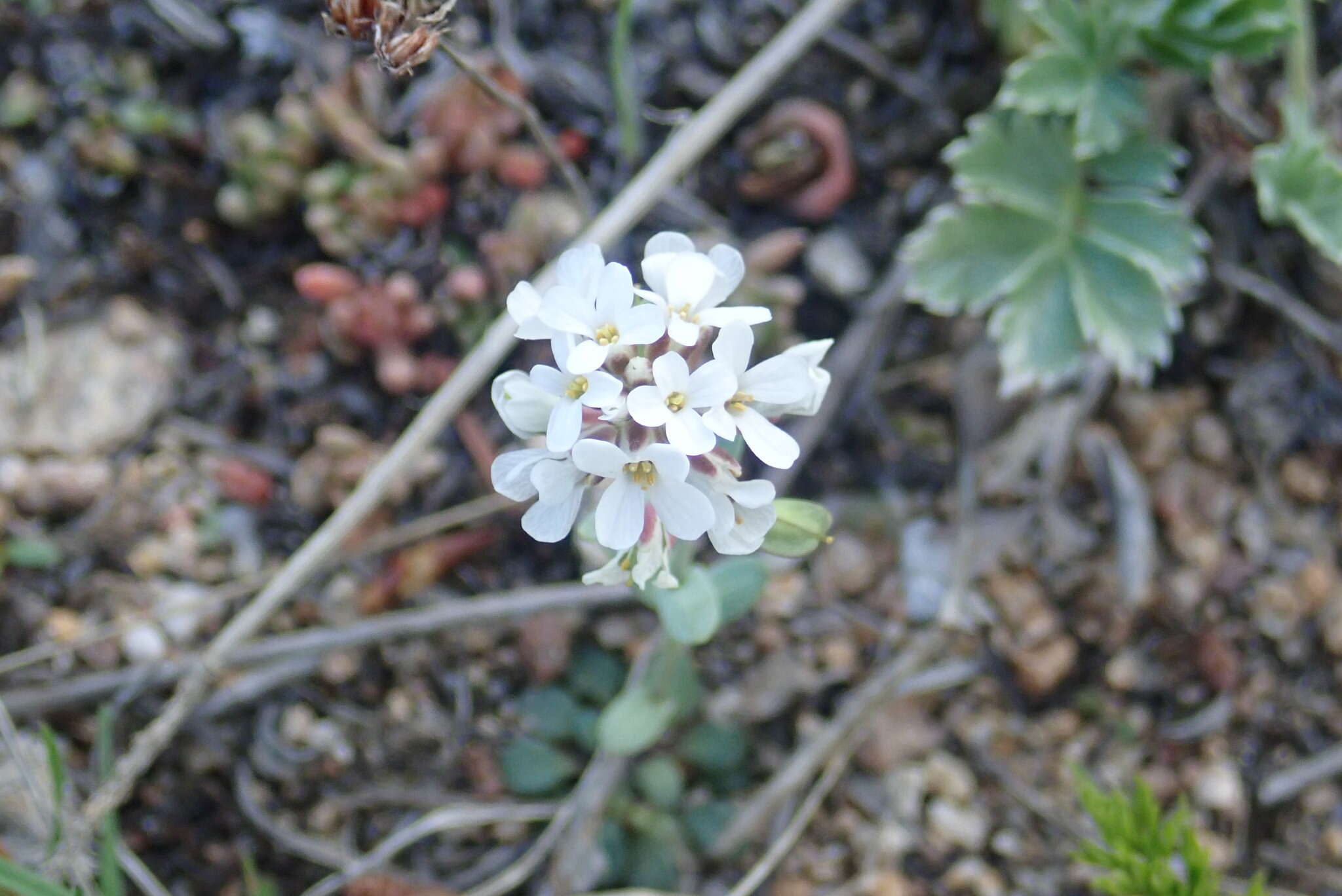 صورة Noccaea fendleri subsp. glauca (A. Nelson) Al-Shehbaz & M. Koch