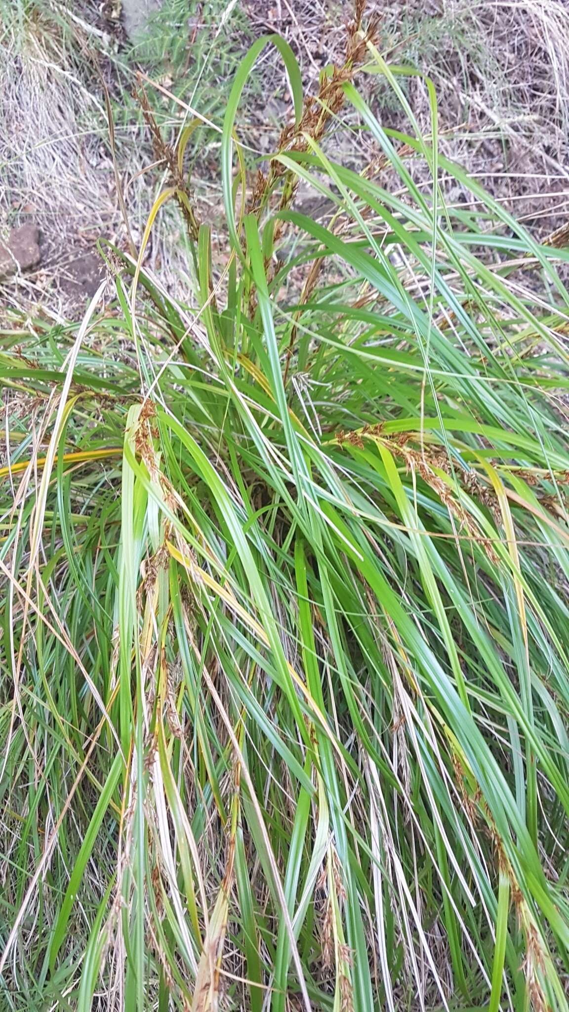 Слика од Morelotia affinis (Brongn.) S. T. Blake