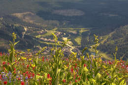 Image of False Hellebore