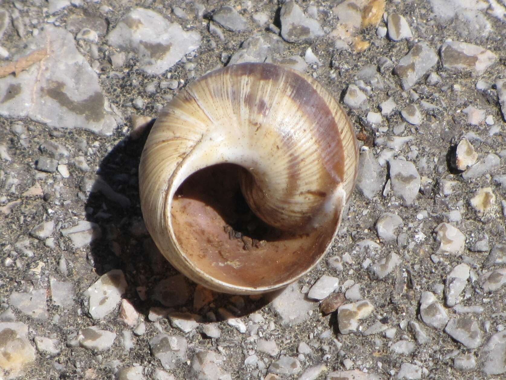 Image of Helix figulina Rossmässler 1839