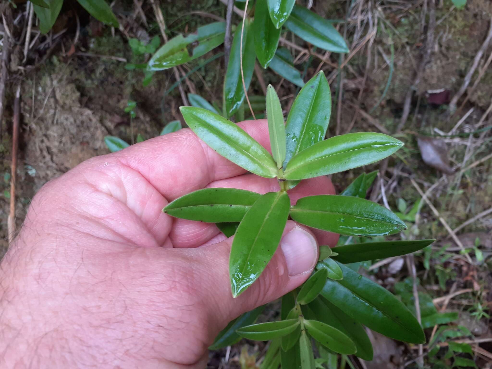 Image de Veronica pubescens subsp. pubescens