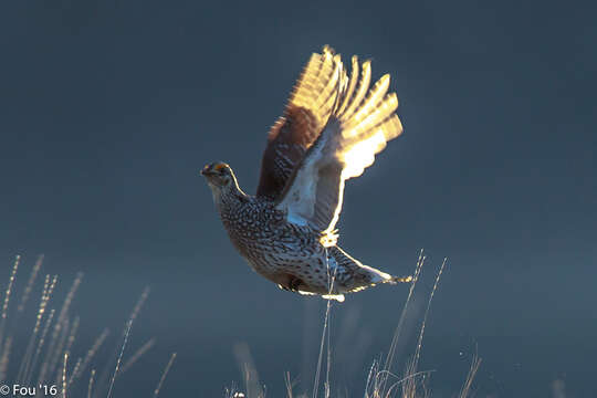 Image of Sharp-tailed Grouse