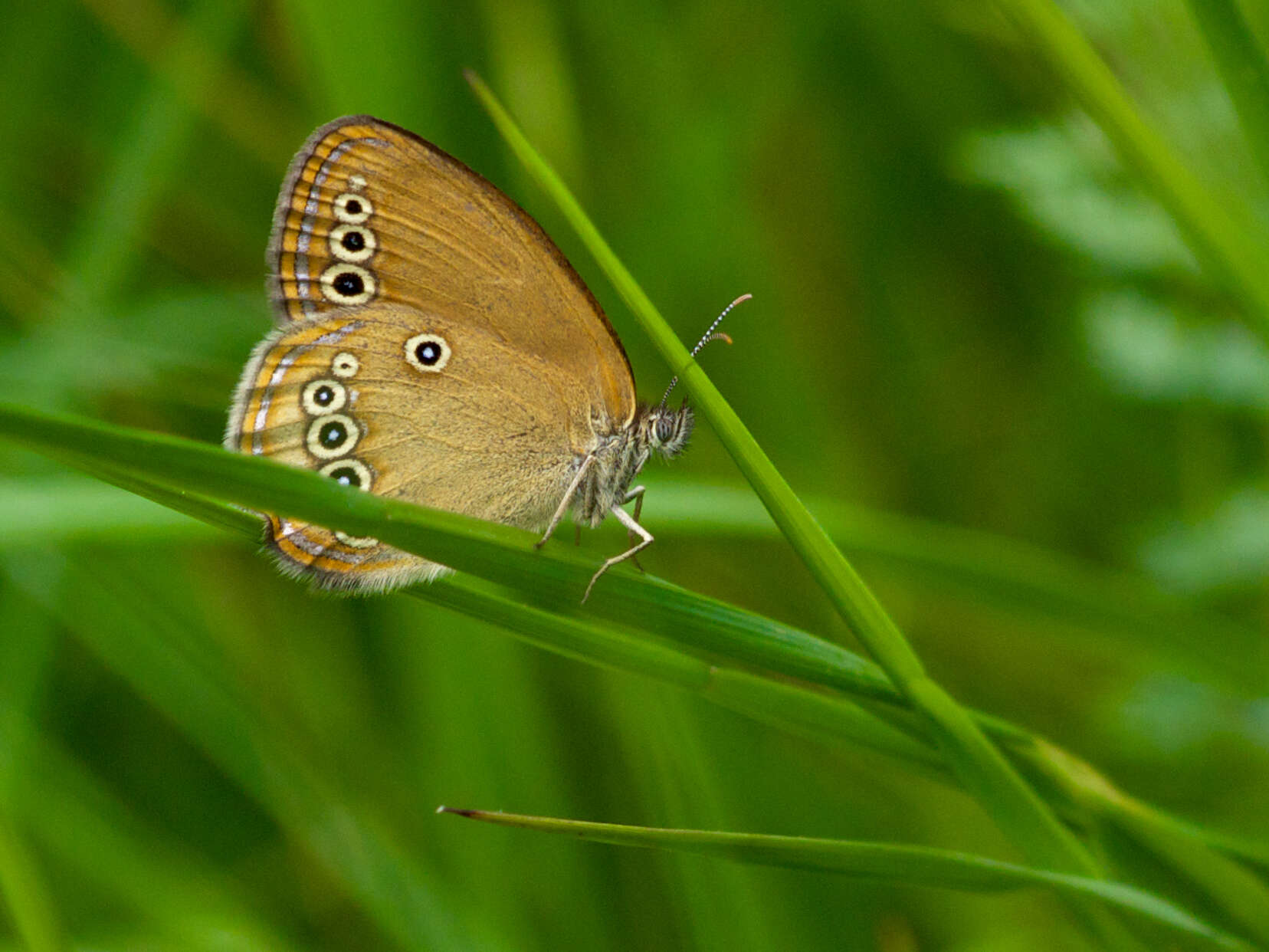 Image of False Ringlet