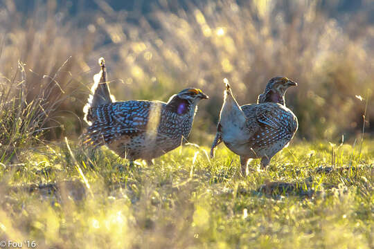 Image of Sharp-tailed Grouse