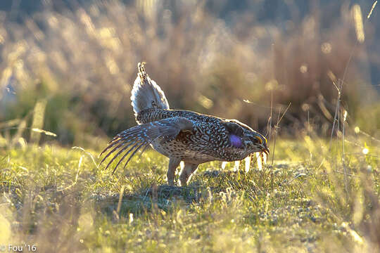 Image of Sharp-tailed Grouse