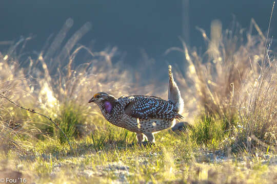 Image of Sharp-tailed Grouse