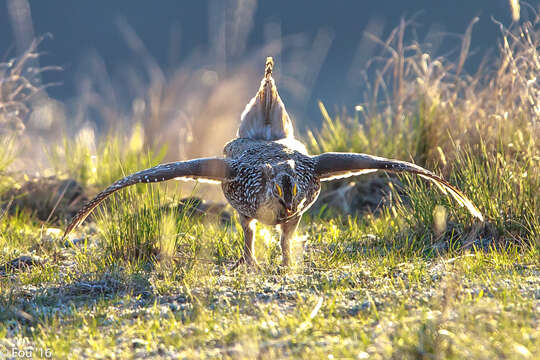 Image of Sharp-tailed Grouse