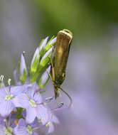 Image of Hypochalcia decorella Hübner