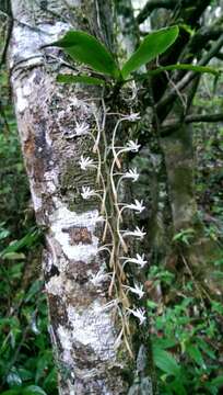 Aerangis macrocentra (Schltr.) Schltr.的圖片