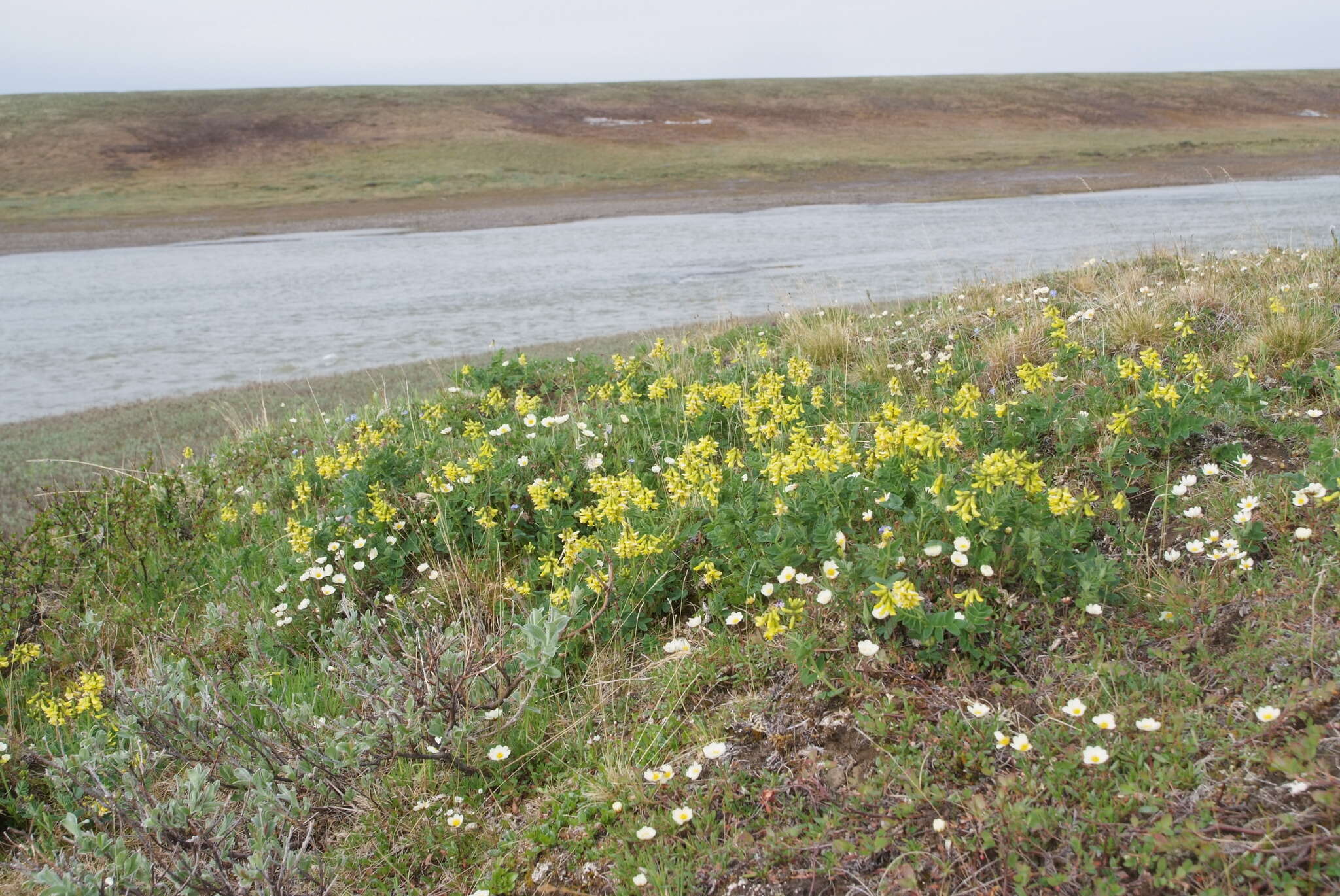 Image of tundra milkvetch