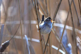 Image of Marsh Wren