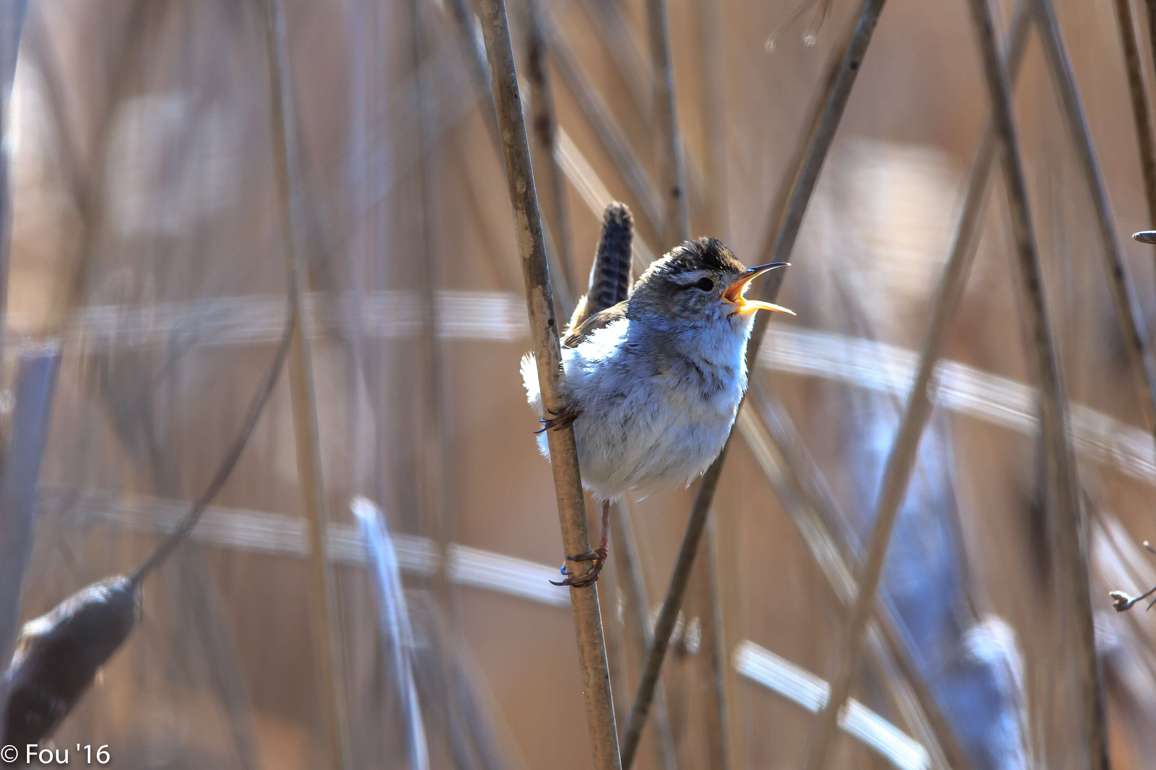 Image of Marsh Wren