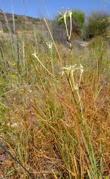 Image of Ixia paniculata D. Delaroche