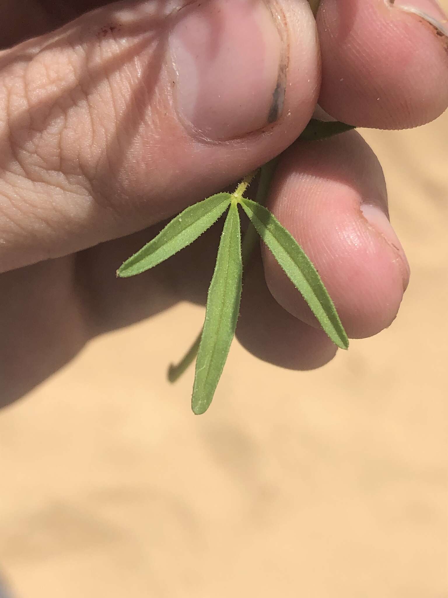 Image of James' clammyweed