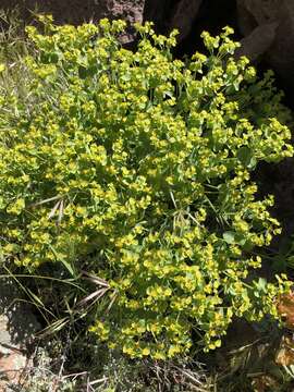 Euphorbia schizoloba Engelm. resmi