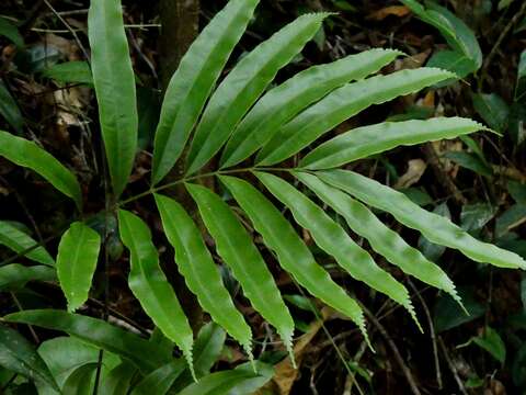 Image of Metaxya scalaris Tuomisto & Cardenas