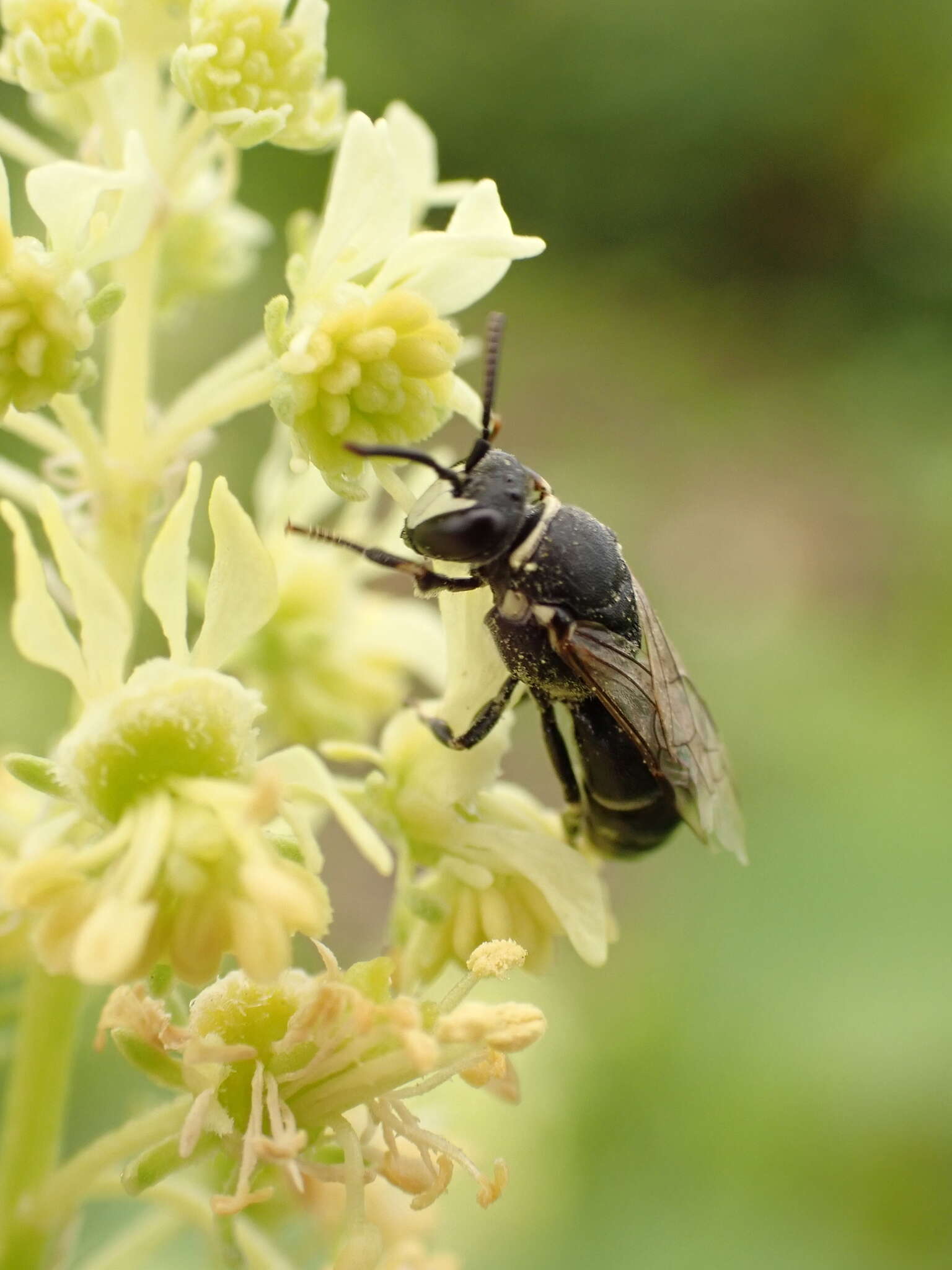 Hylaeus signatus (Panzer 1798) resmi