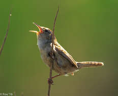 Image of Marsh Wren