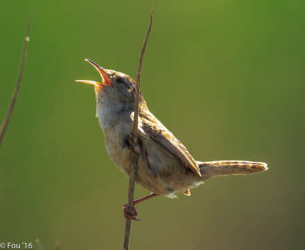 Image of Marsh Wren