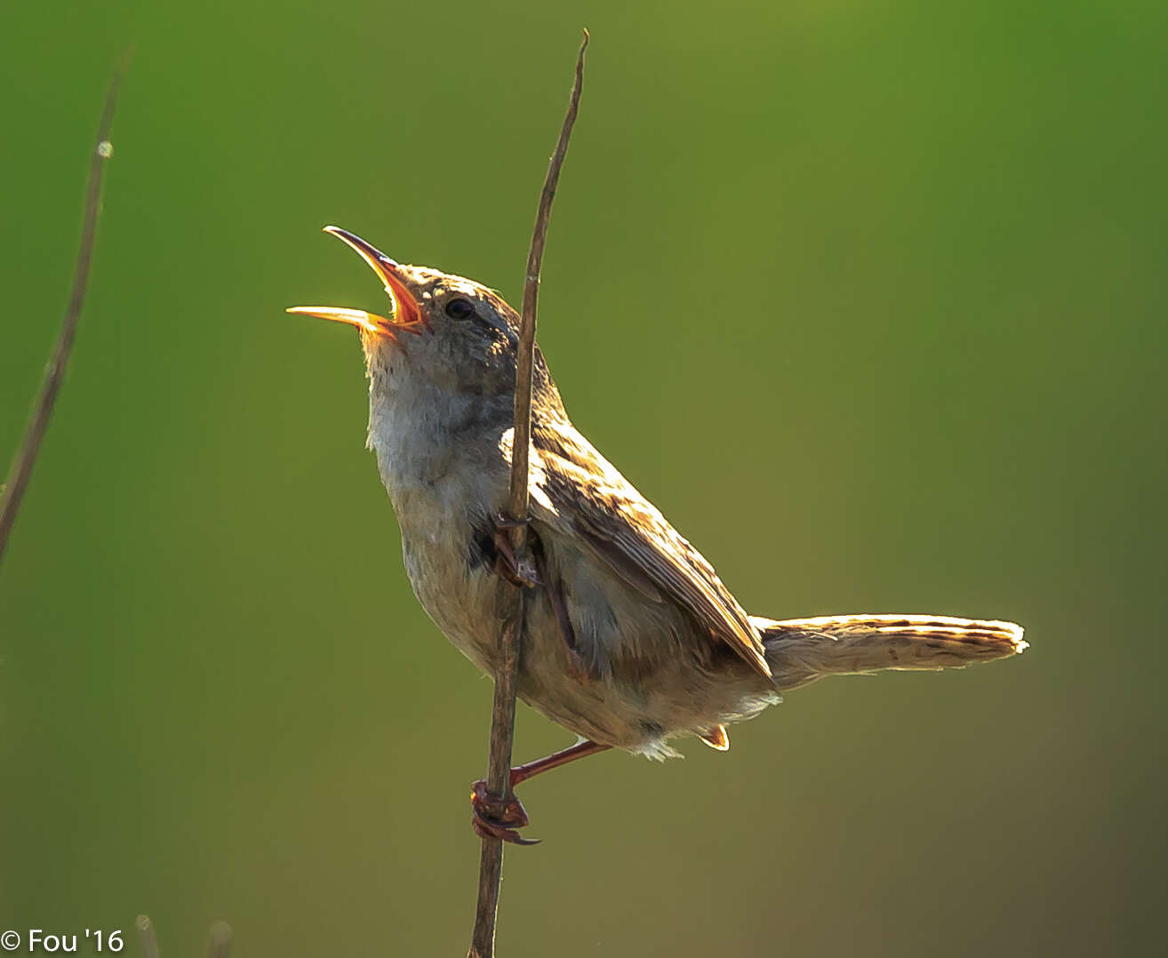 Image of Marsh Wren